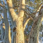 "02", Zahlenreihe darunter. Ein kräftiger Baumstamm mit heller Rinde und verzweigten Ästen vor blauem Himmel.