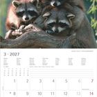 Kalender für März 2027. Oben drei Waschbären auf einem Baumstamm. Wochen starten montags. Feiertage: Internationaler Frauentag, Frühlingsanfang, Karfreitag, Ostersonntag.