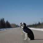 Hund mit schwarzem und weißem Fell sitzt auf einer leeren Straße am Waldrand unter klarem Himmel.