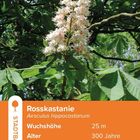 "6c Roskastanie. Stadtbaum. Wuchshöhe: 25 m, Alter: 300 Jahre. Wurzelverankerung, Futterwert, Höhenrekord 1685 m ü. M. Bild eines blühenden Baumastes."