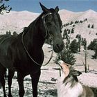Ein Hund, ähnlich einem Collie, schaut zu einem großen, dunklen Pferd im Freien mit kahlen Hügeln im Hintergrund.