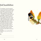 "Buff-tailed bumblebee" oben, dann Text über diese Art. Rechts eine Illustration zweier Hummeln auf farbigen Blüten.