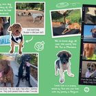 Texte: Hank is my own dog now. Like many of the dogs we save he had been abandoned. We re-home dogs all over the world, like Mr Fox in Montana. Jumbo and Snoop. The two dogs I had when I started the mission. They both passed close to when Tina did. Little Solo is a puppy raised by Tina who now lives with my family in Belgium. Eve and Cindy (Buster in the bow tie!). From the top: Shaq; Jumbo; Hank; Cindy Crawford. 

Mehrere Fotos von Hunden auf grünem Hintergrund.