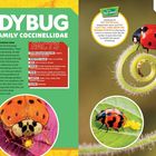Text: "LADYBUG FAMILY COCCINELLIDAE", "FACTS", "A ladybug EATING AN APHID".  
Links: Marienkäfer auf Blatt und Farnspirale.