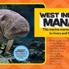 WEST INDIAN MANATEE. Ein Seekuh schwimmt im klaren Wasser, umgeben von Fischen und Felsen.