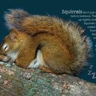 Text: "Who curls up tight for the night? Sleep tight, squirrel." Ein Eichhörnchen schläft zusammengerollt auf einem Baumstamm.