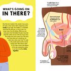 Links steht: "WHAT'S GOING ON IN THERE?" Rechts eine anatomische Illustration männlicher Fortpflanzungsorgane.