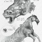 Text: "KELPIE", "drags riders into the deep to drown them", "part man part equine". Illustration eines mystischen Pferdes.