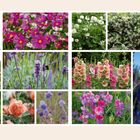 "Empfohlene Pflanzen für den Sommer" steht links neben farbenfrohen Blumenfotos, darunter Kosmeen und Lavendel.
