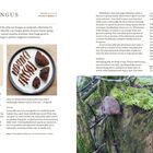 "Jelly Ear Fungus" erklärt Auricularia auricula-judae, beschreibt Anbau, Ernte und Verwendung. Fotos zeigen Pilze auf einem Teller und am Baum.