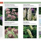"Instead of This: Buddleja davidii. Plant These: Eupatorium, Clethra, Asclepias, Itea, Amorpha. US states listed for each."