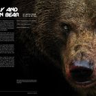 "GRIZZLY AND BROWN BEAR" groß; links Text über Unterschiede; rechts Nahaufnahme eines Bären, betont seine Augen und Nase.
