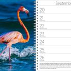 September 2027 Kalender. Flamingo im Wasser, leuchtend orange-rosa. Datum: 20.-26. September, Notizen zu Feiertagen.