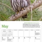 "May" in Grün, Kalender mit Feiertagen und einer Eule auf einem Ast. Eule mit gelben Augen, braun-weißen Federn.