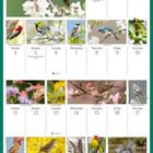 Kalenderblatt April 2027 mit Vogelbildern. Haupttext beschreibt den Orchard Oriole auf blühendem Ast. Oben steht "April".