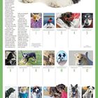 JUNI. Texte: "REASONS TO RESCUE", Hundezitat über Chancen, Tageskalender mit Hundebildern. Hund im Zentrum.