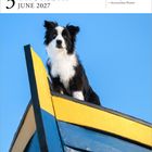 3. Juni 2027, Donnerstag. Zitat: „Take the time, trust the process.“ Ein schwarz-weißer Hund auf einem bunt bemalten Boot.