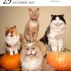 29 Friday October 2027. "A quad of kitties proves that any cat can be a Halloween cat!" Vier Katzen, Kürbisse, Herbststimmung.