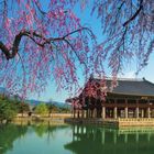 Text: "Gyeonghoeru Pavilion, Gyeongbokgung Palace." Traditionelle Halle auf Säulen, umgeben von Wasser, mit rosa blühenden Ästen darüber.
