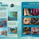 Text: „Life in the Crashing Waves“, „Intertidal Survival“. Links: Illustrationen mit Einsiedlerkrebs, rechts: Fotos von Meerestieren.