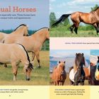 "Unusual Horses" oben in Orange, beschreibt seltene Rassen. Bilder von Fjord-, Akhal-Teke-, Island- und Curly-Pferden.