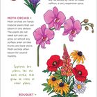 "Saffron Crocus", "Moth Orchid", "Bouquet". Illustrationen von Blumen: Krokus, Orchideen und ein bunter Blumenstrauß.