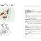 ANATOMY OF A BIRD. Nummerierte Bereiche eines Vogels mit Erklärungen. Links Illustration eines Singvogels.