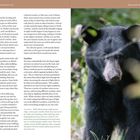 Animal Sounds, Eyeshine. Ein Schwarzbär ist im dichten Gebüsch zu sehen, während er aufmerksam umherblickt.