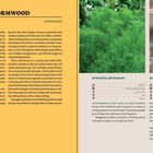 ARTE MISIA | WORMWOOD

Artemisia

Artemisia abrotanum  
Artemisia absinthium

Beschreibung von Kräutern mit grünen und silbernen Blättern und gelben Blüten.