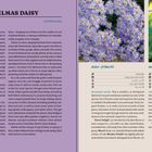 Text: "ASTER | MICHAELMAS DAISY", "Aster, Symphyotrichum", "Aster xfrikartii", "Aster tataricus", "FRICKART’S ASTER", "TATARAN DAISY". 

Links: Beschreibung des Asters, rechts: Bilder von lila-blauen Blumen.