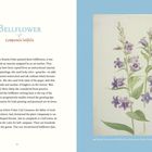 Text: "Bellflower Campanula latifolia". Links Text über Beatrix Potter und Glockenblumen, rechts eine florale Illustration.
