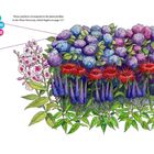 Text beschreibt Pflanzenarten wie Bee Balm, Hortensie, Phlox und Veronica. Illustration von bunten Blüten und Blättern.