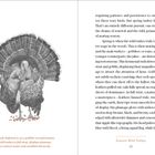 Text: "A male (referred to as a gobbler or tom) Eastern wild turkey in full strut, displays plumage..."

Illustration: Ein Truthahn im Profil.