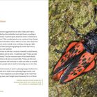 Ein Text beschreibt einen Urlaubsvorschlag und eine Mottenbeobachtung. Rechts ist ein Bild einer schwarz-roten Motte auf Moos.