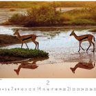 "Impalaantilopen am Wasserloch". Zwei Antilopen laufen durch flaches Wasser, spiegeln sich darin, umgeben von grüner Vegetation.