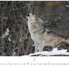 Text unten: "1 2 3 4 5 6 7...28", "2", "CASARES EDITION". Ein heulender Wolf auf einem schneebedeckten Felsen.