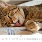 Kalenderseite mit Datum 1 bis 28 und dem Monatsnamen 2. Eine getigerte Katze leckt sich entspannt das Fell.