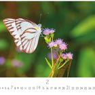 Unten Zahlenreihe mit 1 bis 28, darunter "CASARES EDITION". Ein Schmetterling sitzt auf lila Blüten im Grünen.