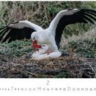 Kalender zeigt einen Monat mit Tagen 1 bis 28. Zwei Störche in einem Nest mit ausgebreiteten Flügeln.