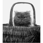 Kalenderseite mit Wochentagen und Datum. Eine flauschige Katze sitzt in einem Korb und schaut direkt nach vorne.