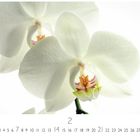 Kalenderseite des Monats Februar mit einer großen weißen Orchideenblüte im Hintergrund.