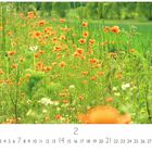 Nummern von 1-28, darunter "CASARES EDITION". Ein Feld voller blühender, orangefarbener Blumen im Grünen.