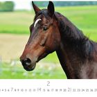 Kalender mit einem Pferd vor unscharfem Hintergrund auf einer Weide. Darunter die Zahlen 1 bis 28 und der Monat 2.