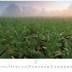 Text: "Tabakfeld" und Zahlen von 1-28. 

Ein weitläufiges grünes Feld mit Tabakpflanzen in Morgennebel.