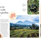 „Volcanoes National Park, Rwanda“; „Come face to furry face with mountain gorillas“; zwei Fotos: Gorilla, Vulkanlandschaft.