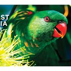 "East Coast Australia" und "This is East Coast Australia." Ein grüner Papagei mit rotem Schnabel neben einer gelben Blume.