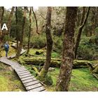 „Lonely Planet Tasmania“ mit einem Pfad durch einen dichten, grünen Wald. Eine Person wandert auf einem Holzsteg.