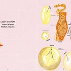 Links steht: "Leben entsteht, wenn etwas KNACK macht." Rechts diverse Eier und Objekte mit Etiketten und "KNACK". Links Küken.