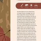 Mauereidechse, Podarcis muralis. Symbole: Reptilien, Fleischfresser, Tagaktiv, Winterschlaf. Text über die Mauereidechse. Links Blattmuster.