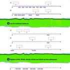 1. Positive Zahlen darstellen. 1. Beschrifte den Zahlenstrahl und lies die markierten Zahlen ab. Zahlengerade mit Kästchen.